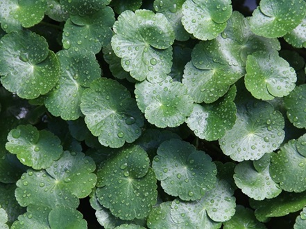 Centella Asiatica: Benefici, Usi Realmente Utili e Bufale da Evitare